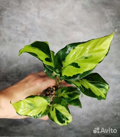 Калатея электрик шок