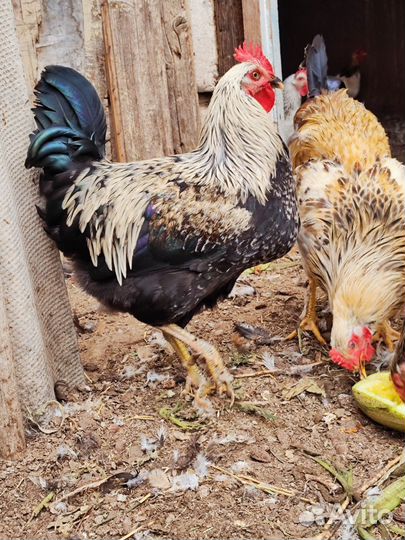 Молодые петухи