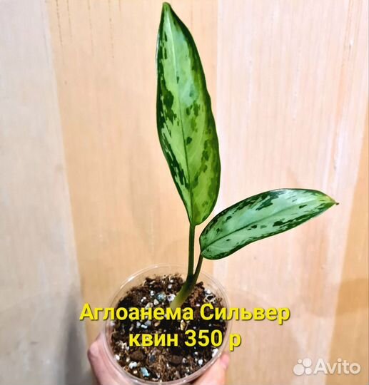Аглоанема разные сорта