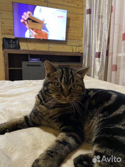 Шотландский кот вязка