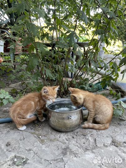 Котята в добрые руки даром