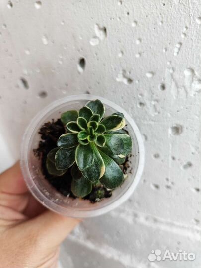 Плющ, Кодиум, Айхризон вариегатный