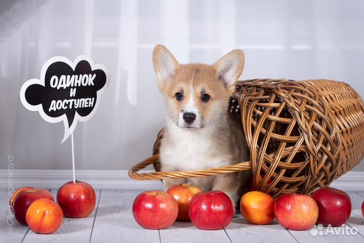 Щенки коржики
