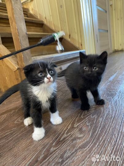 Котята вислоухие