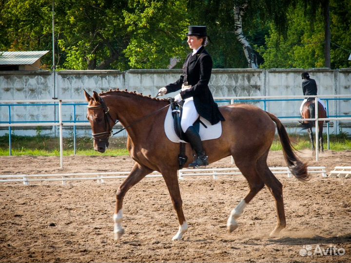 Детская школа, обучение верховой езде
