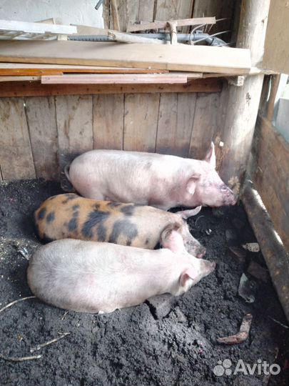 Свиньи две штуки