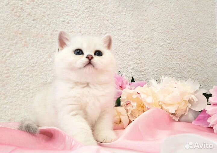 Продается котенок британской шиншиллы (девочка)