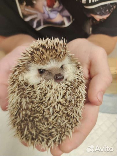 Передержка животных