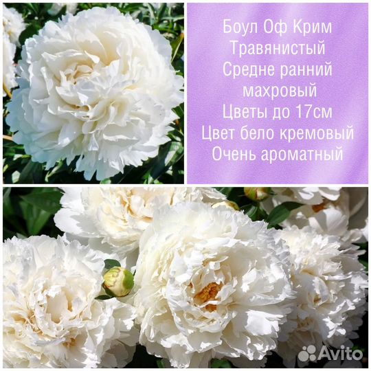 Боул Оф Крим пионы корни