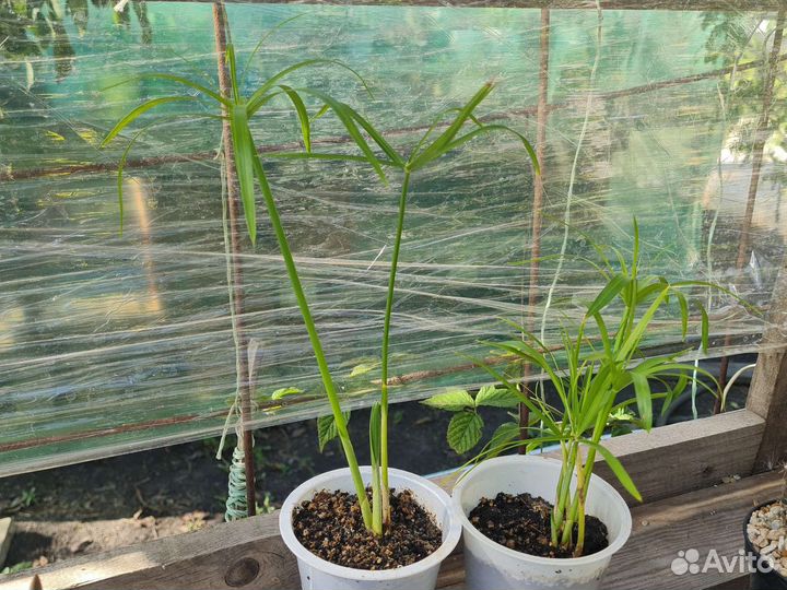 Цветы комнатные, суккуленты