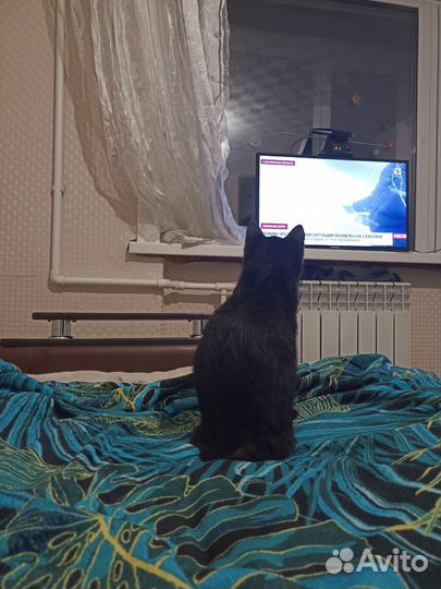 Кошка в дар бесплатно