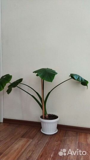 Алоказии детки