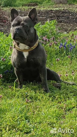 Французский бульдог
