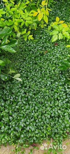 Растения для сада обмен