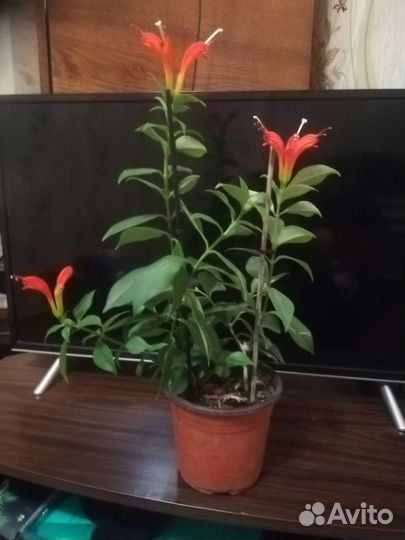 Спатифиллум