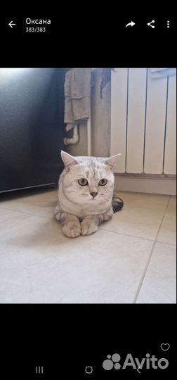 Шотландские котята
