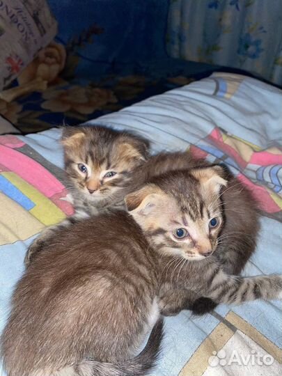 Кошка в дар