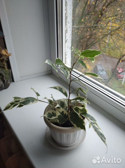 Растение фикус Бенжамен твилайт