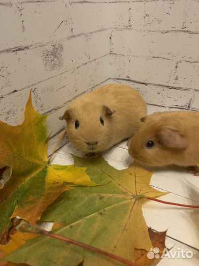 Морская свинка