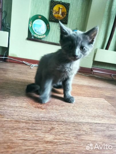 Котята отдам в добрые руки