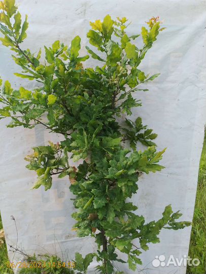 Саженцы дуб черешчатый 1-1,5м