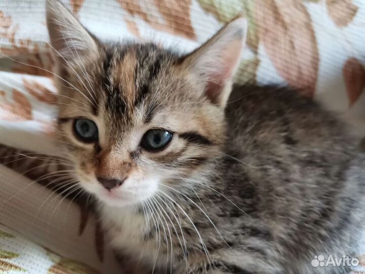 Котёнок в дар