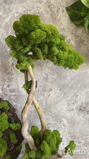 Дерево Bonsai