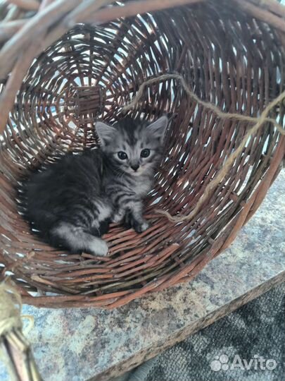 Кошки в добрые руки бесплатно