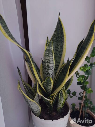 Цветы комнатные