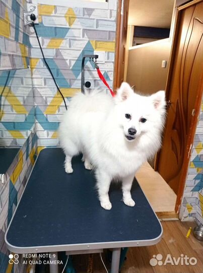 Японский шпиц щенки мальчики и девочки