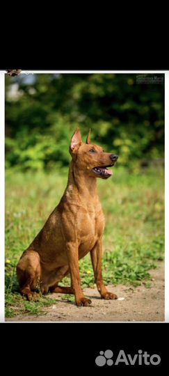 Немецкий пинчер. Вязка