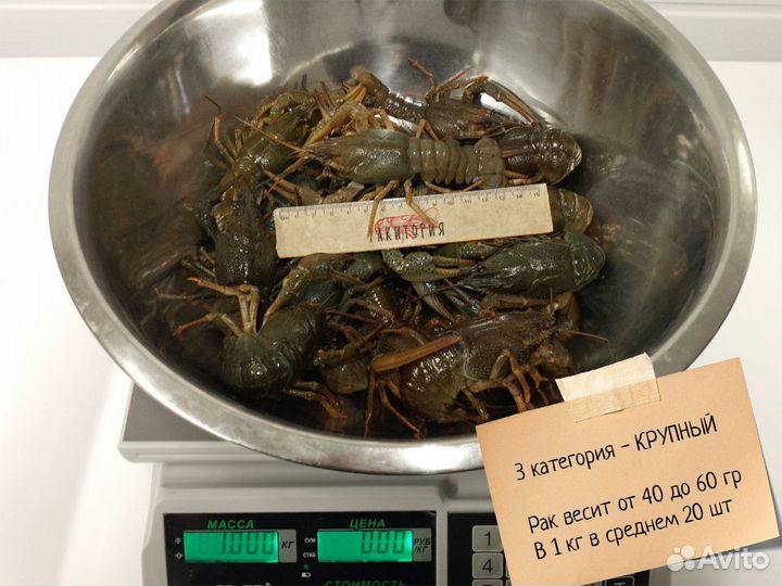 Раки Майкоп