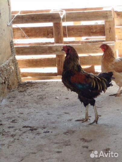 Петух борадатый