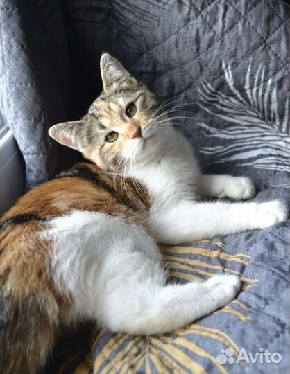 Кошка в дар