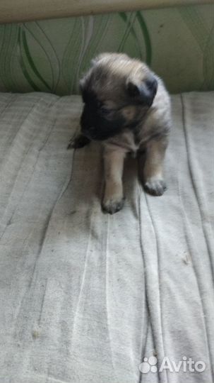 Щенки лабролайка