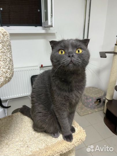 Вислоухий кот ищет дом