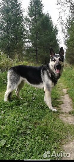 Восточноевропейская овчарка вязка