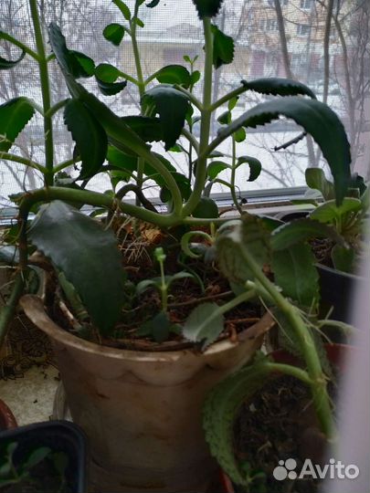 Алоэ-вера, каланхоэ, золотой ус, лечебные