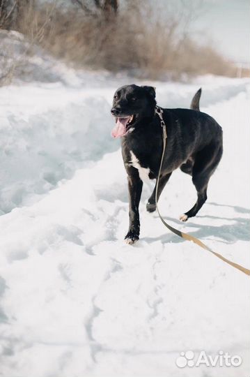 Собака Шиша