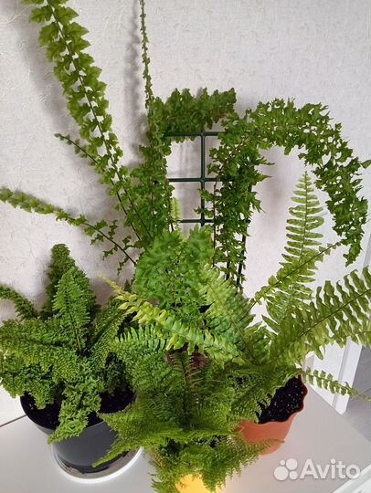 Нефролеписы разные сорта, комнатные растения 6