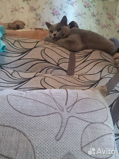 Британский кот вязка