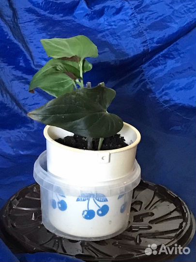 Комнатные растения большие