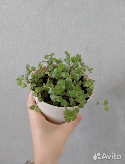 Комнатные цветы разные от