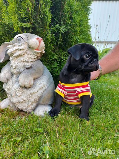 Щенки мопса мальчик