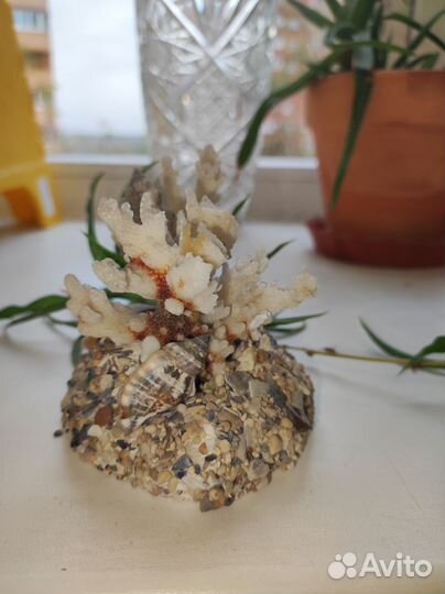 Морской коралл с ракушками