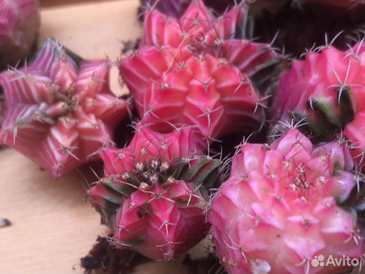 Кактус Гимнокалициум Вариегата