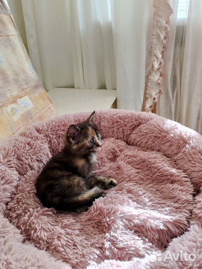 Котики маленькие бесплатно