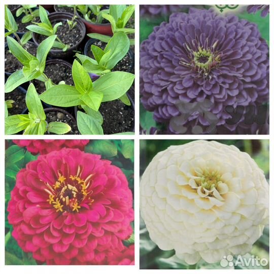 Циния рассада