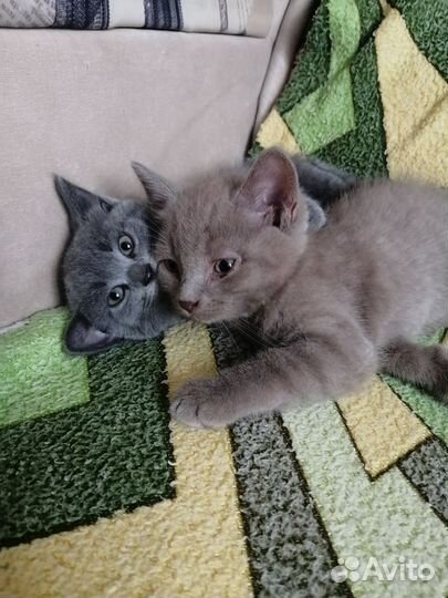 Простые котята от обычной кошки. Ищут дом