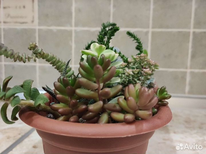 Садик из разнообразных ярких суккулентов